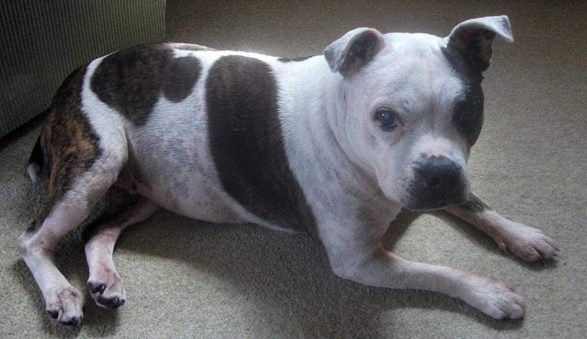 spotted bully on carpet