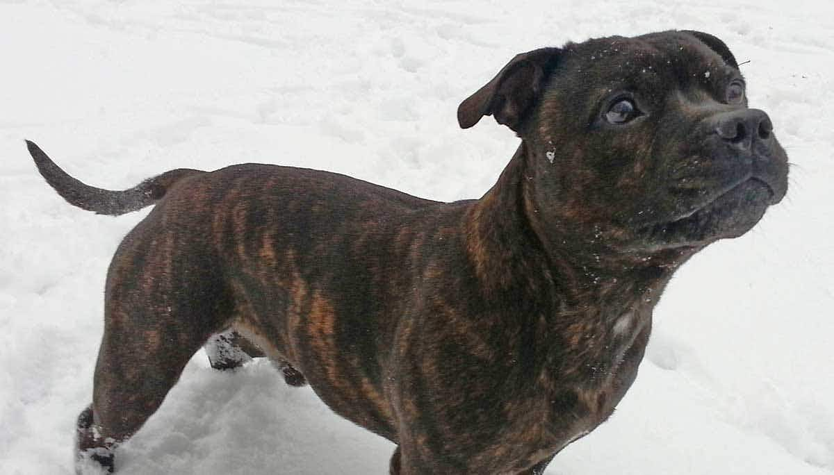 staffy in the snow