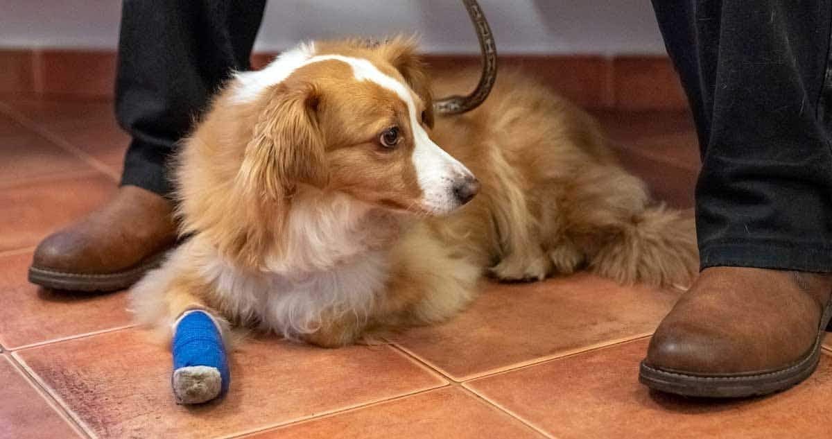 stressed dog vet waiting room