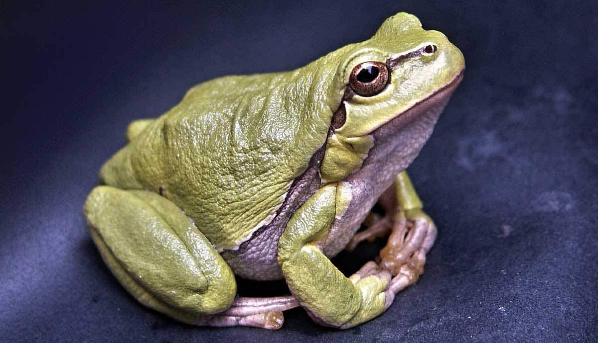 7 Tips to Care for Your Pet Frog