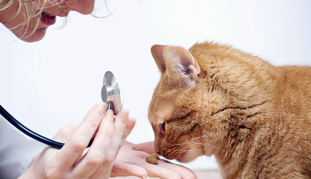 tips for less stressful vet visits