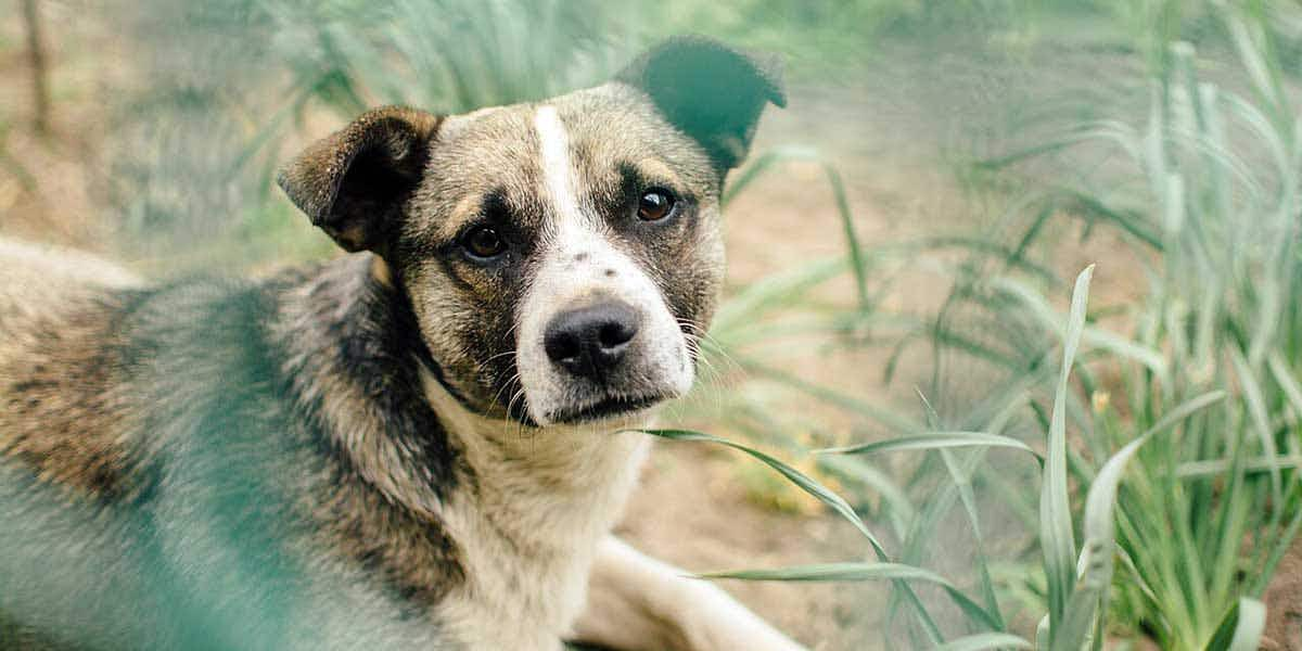 tricolor dog in grass