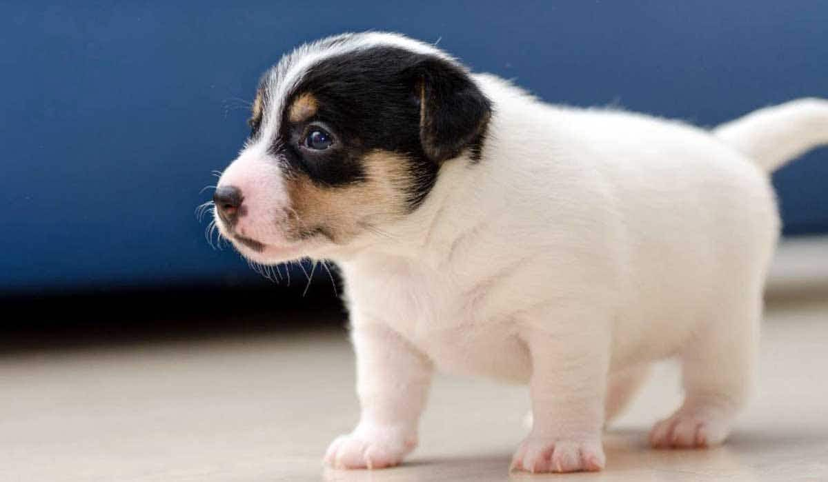 tricolor puppy