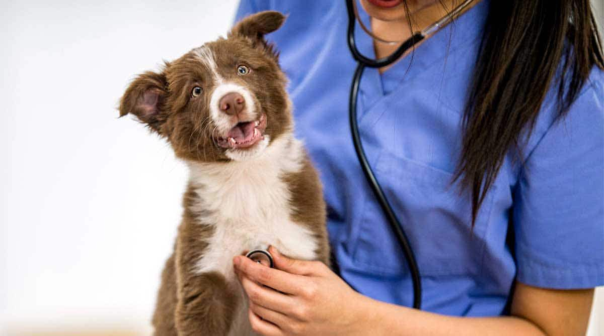 vet examining dog