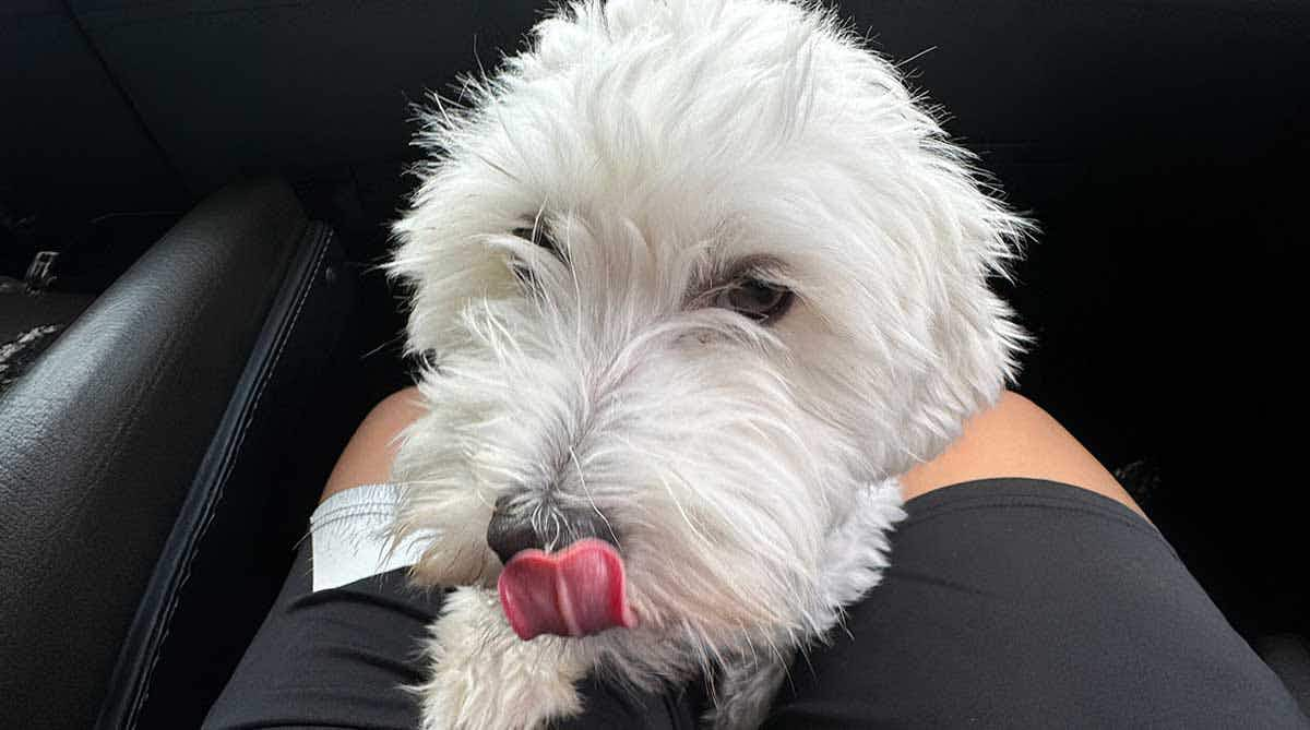 westie with tongue out