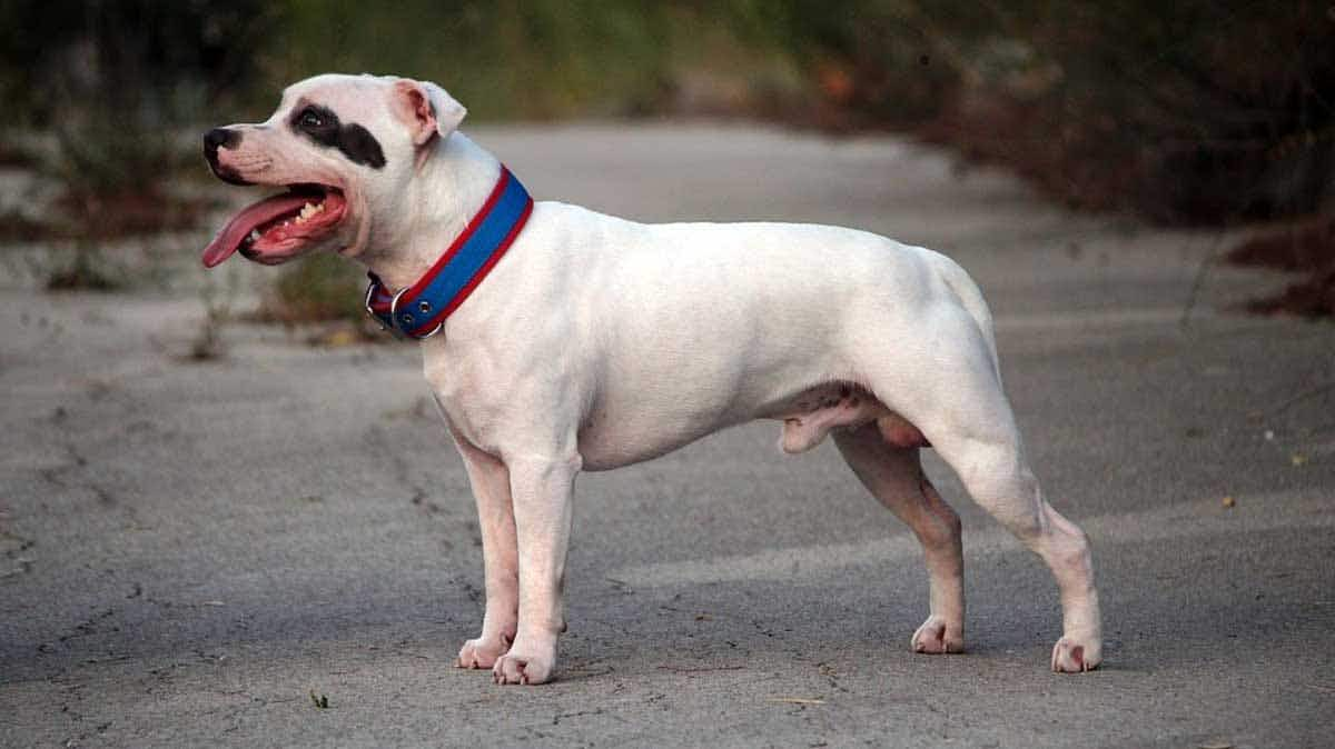 white and black bully