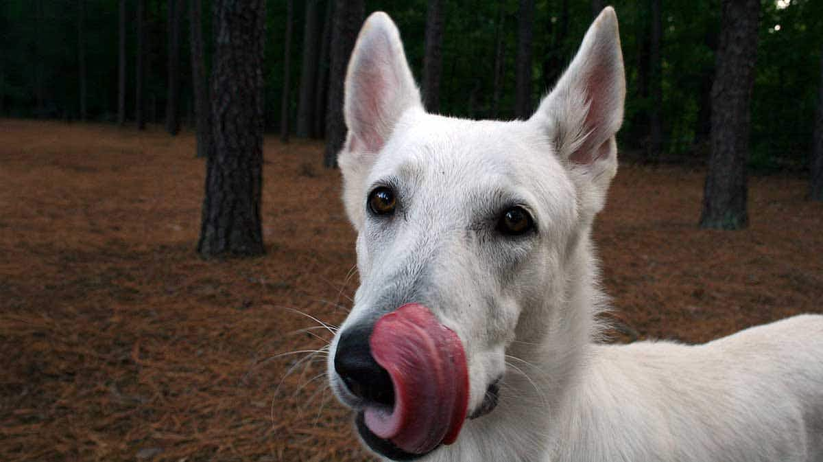 white gsd licking snout