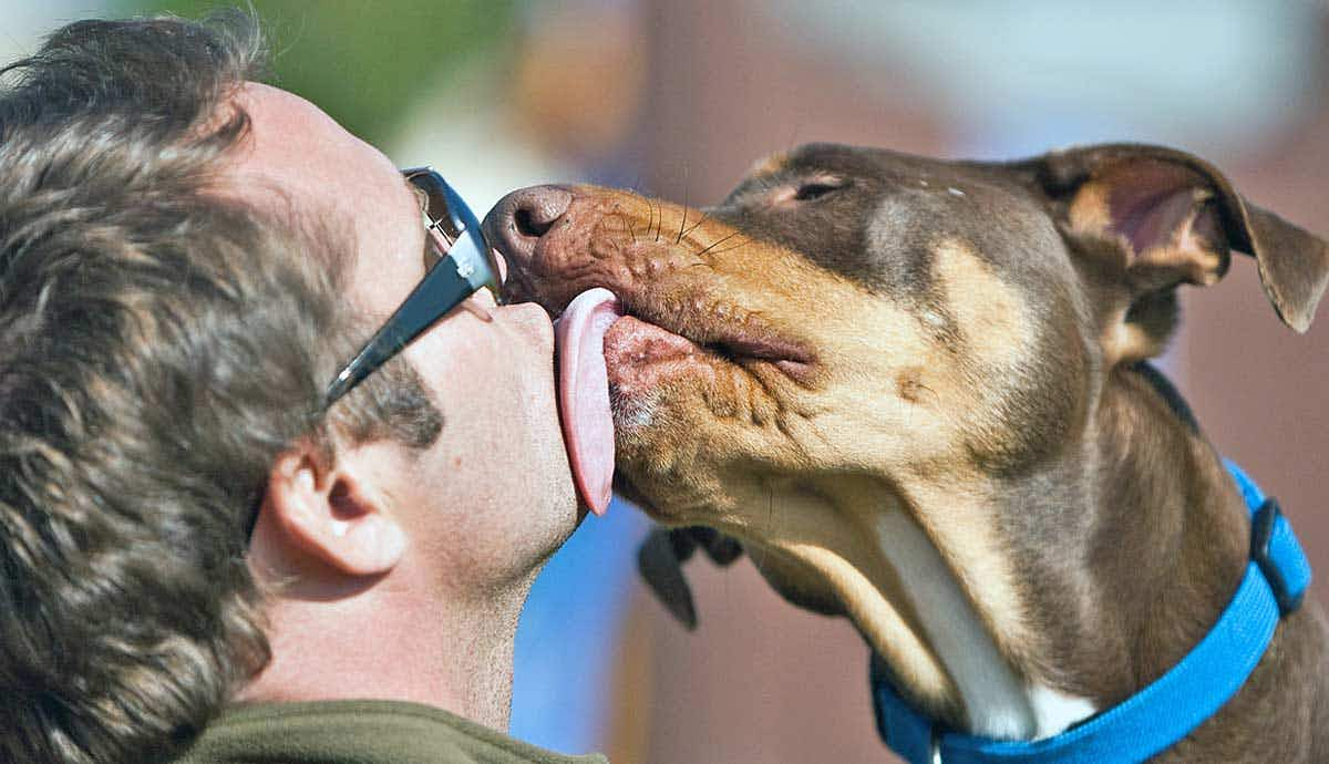 why do dogs like licking people