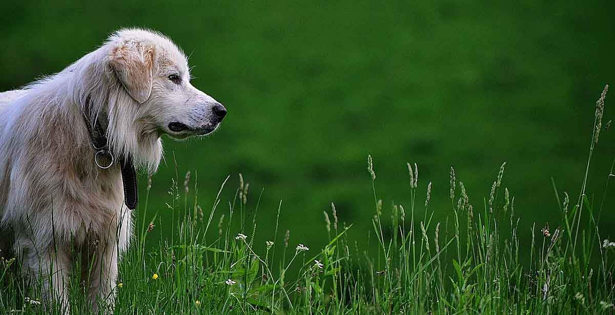 yellow dog in grass