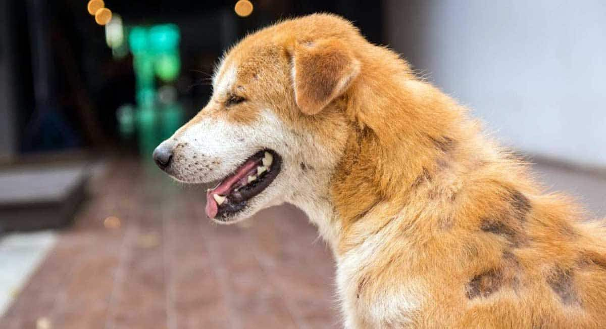 yellow dog with hair loss