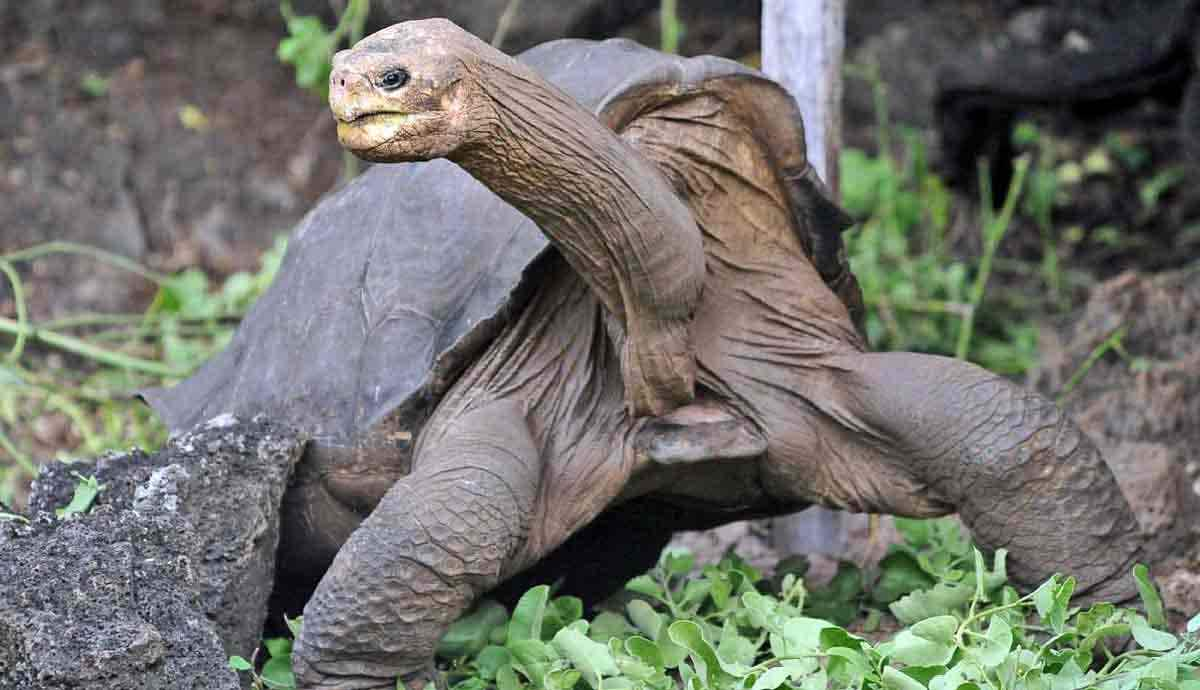 Galapagos Giant Tortoise