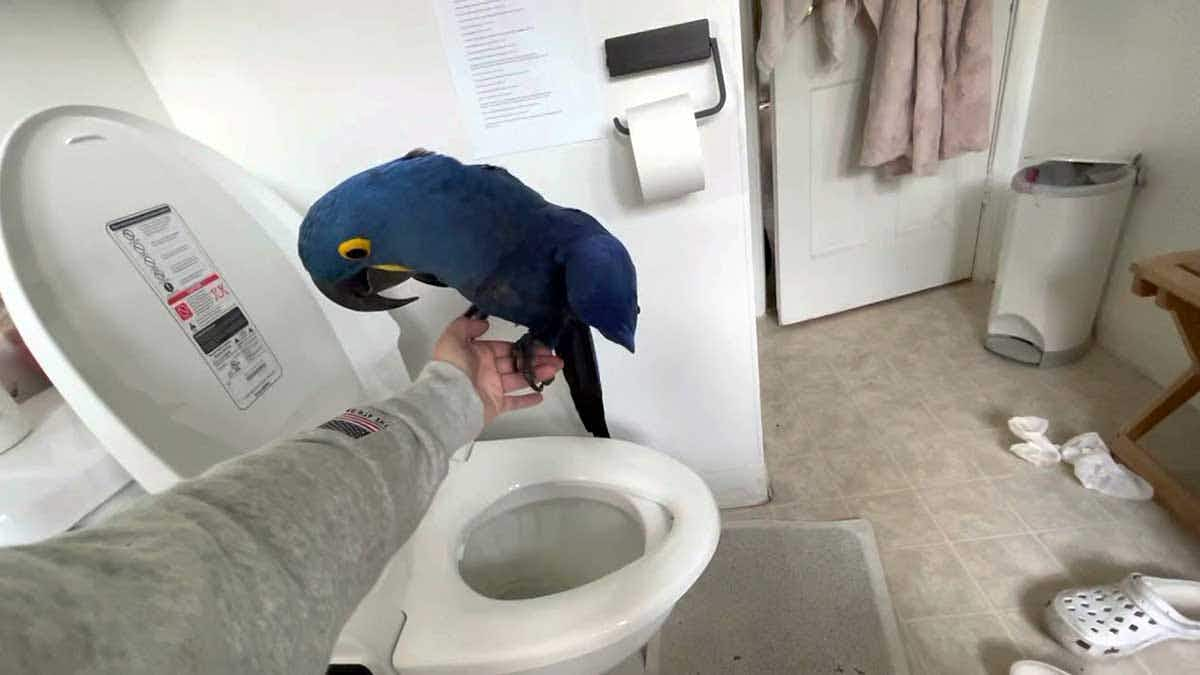 bird by a toilet bowl