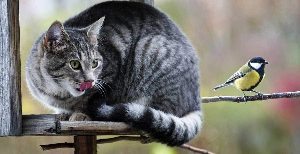 cat looking at bird