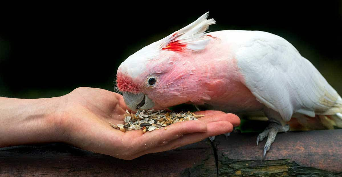 cockatoo eating from hand