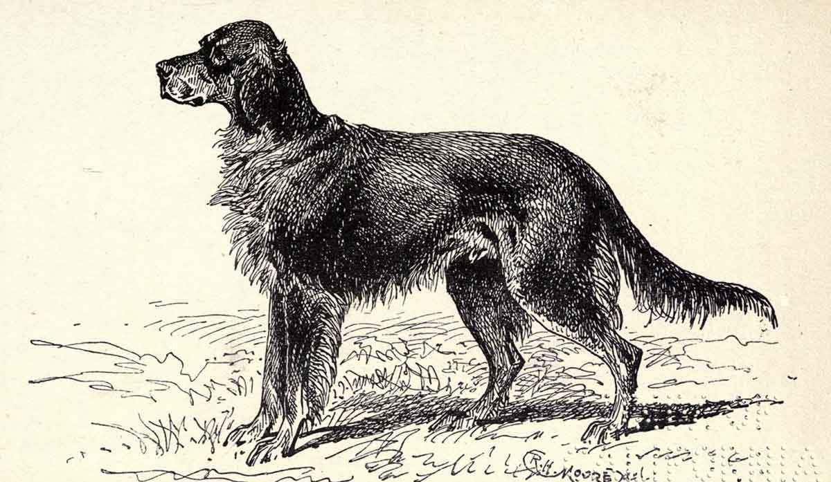 etching of gordon setter