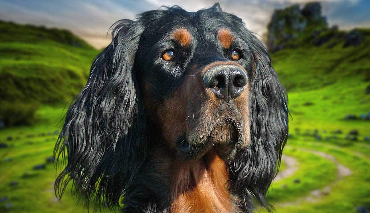 facts about the gordon setter