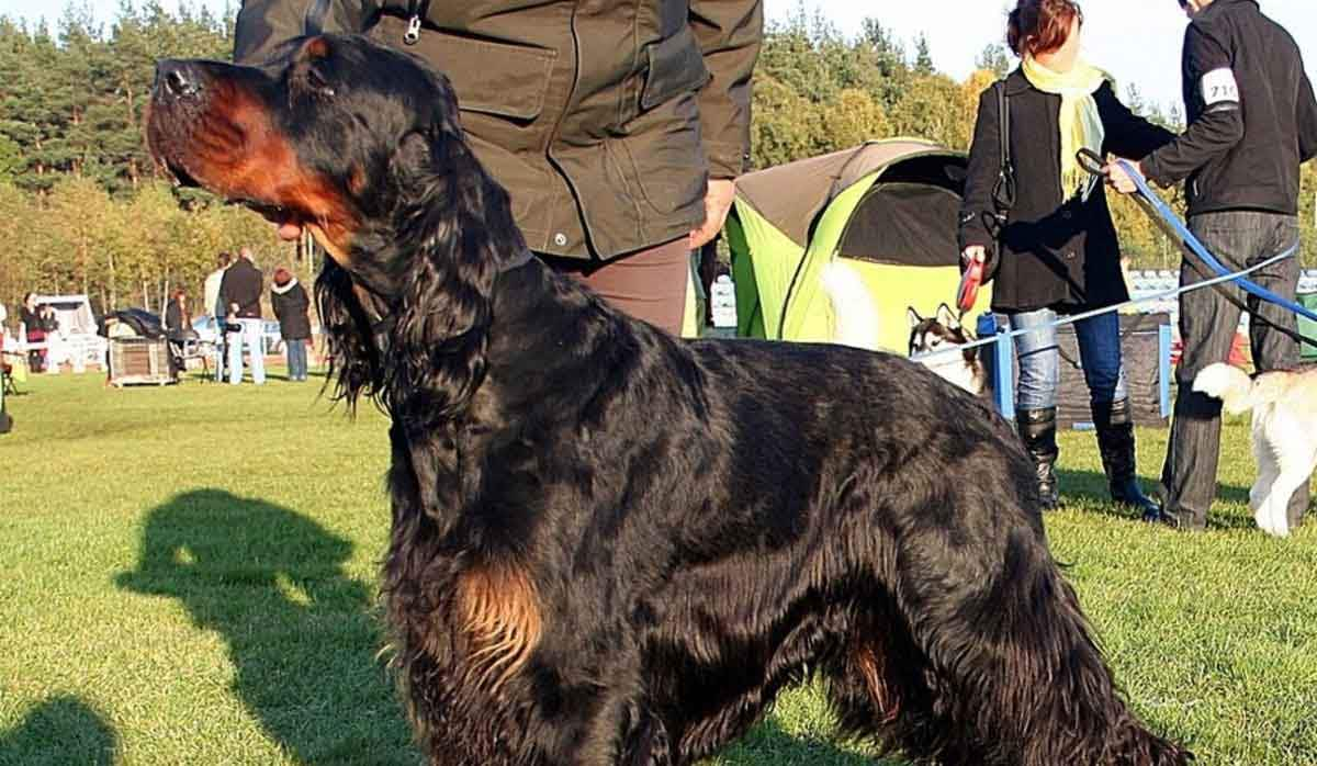 gordon setter at the park