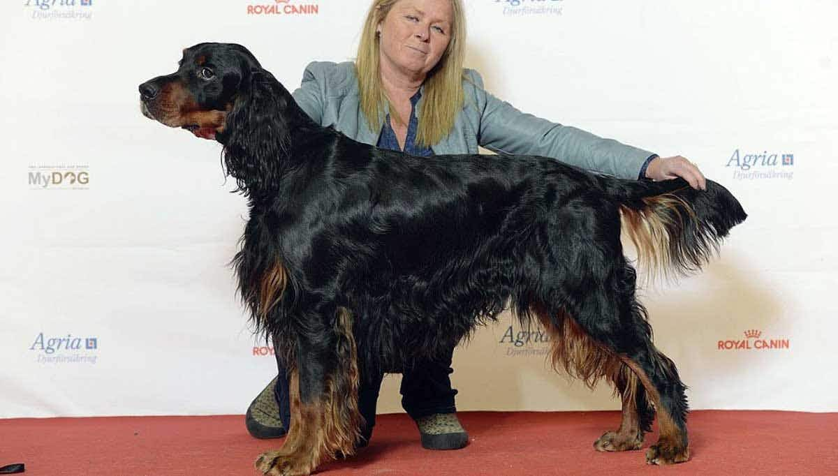 gordon setter in dog show