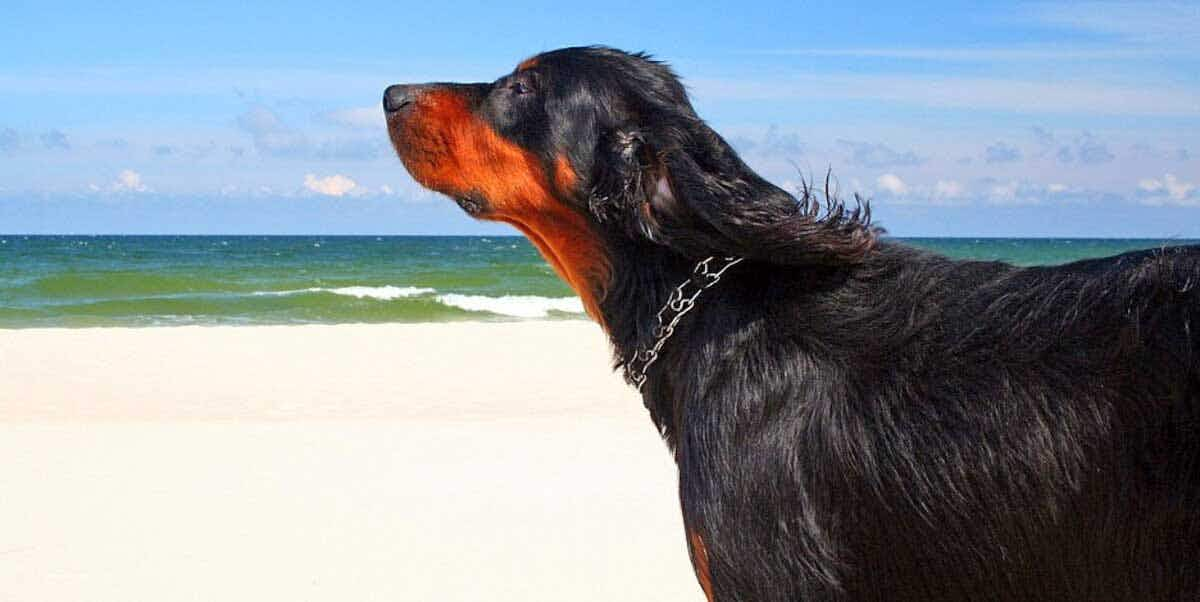 gordon setter on the beach