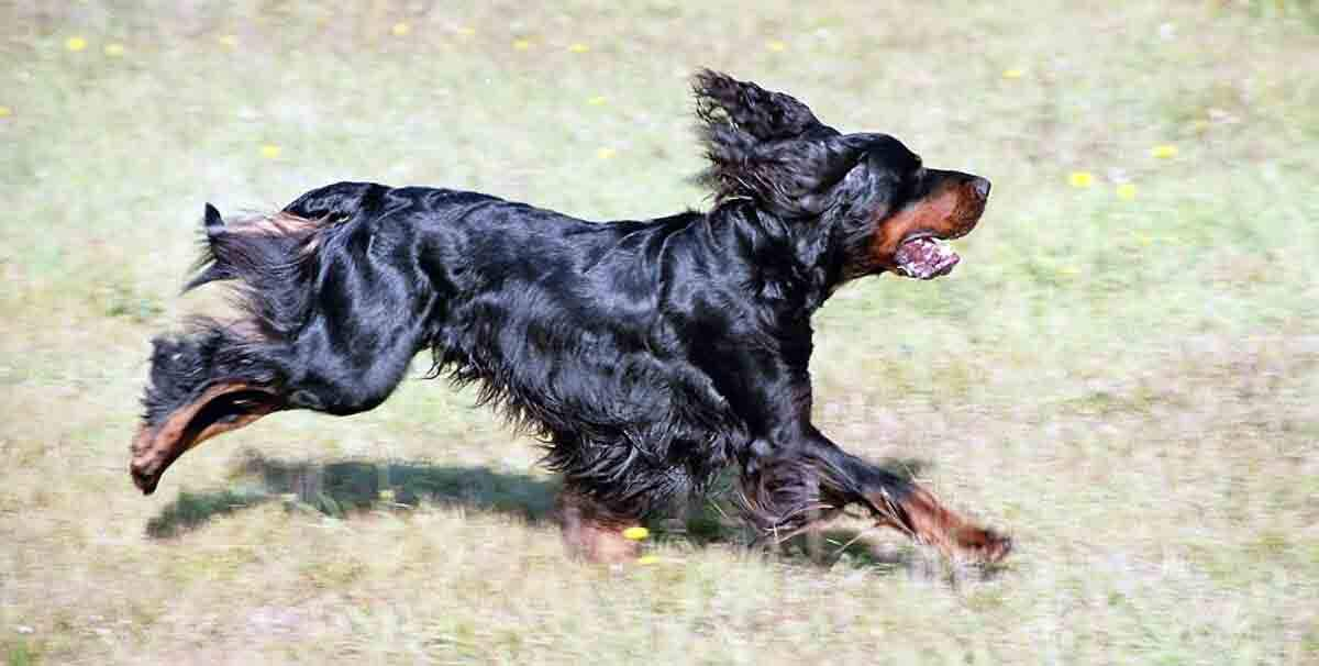 gordon setter running