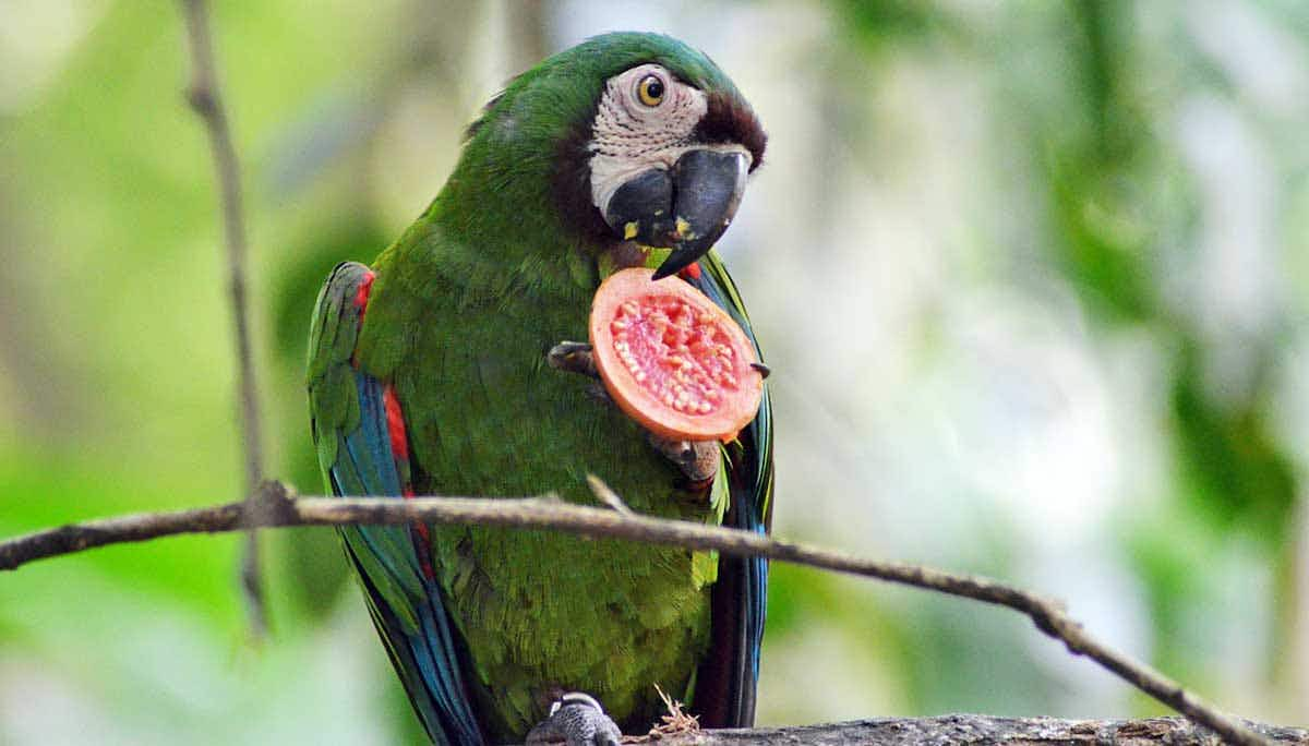 green parrot eating fruit