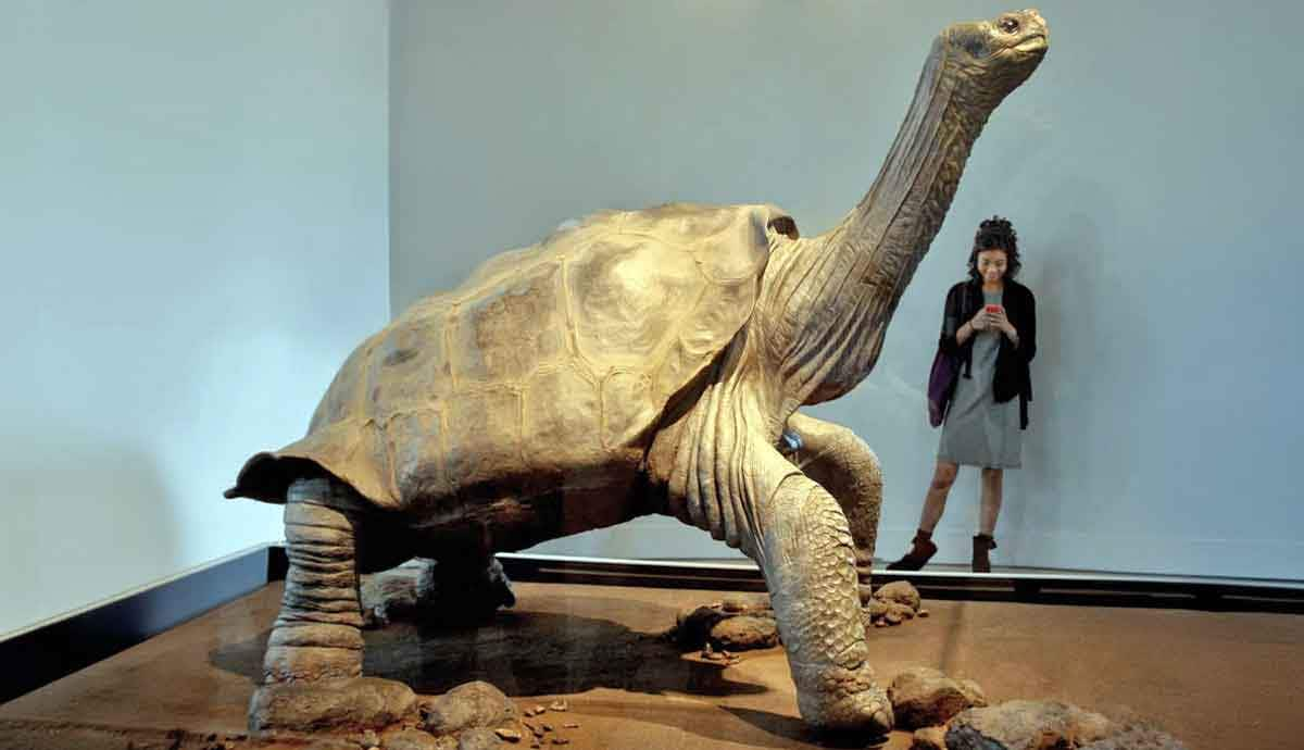 lonesome george museum