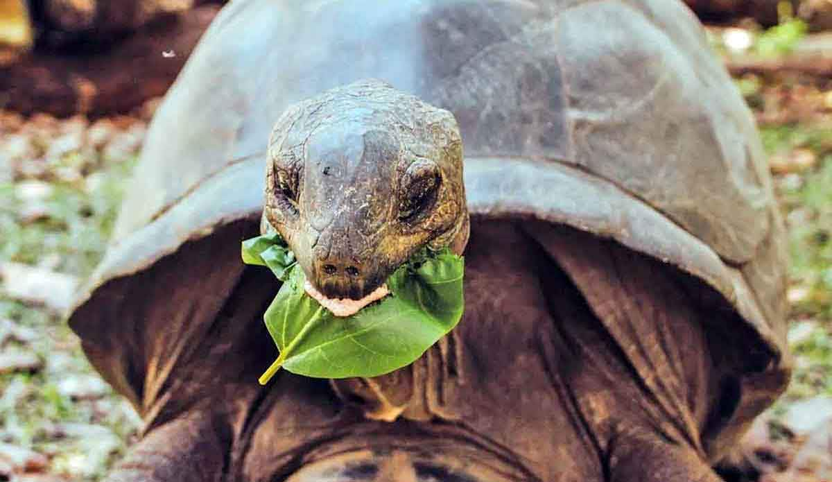 lonesome george photo galapagos