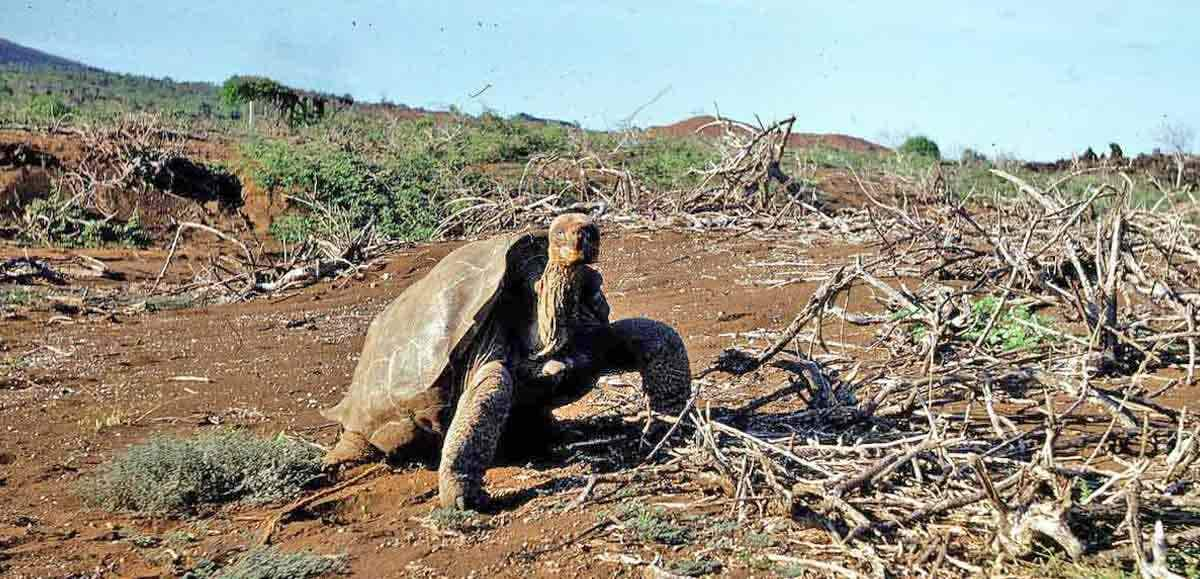 lonesome george photo