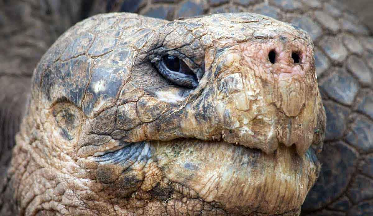 lonesome george tortoise photo