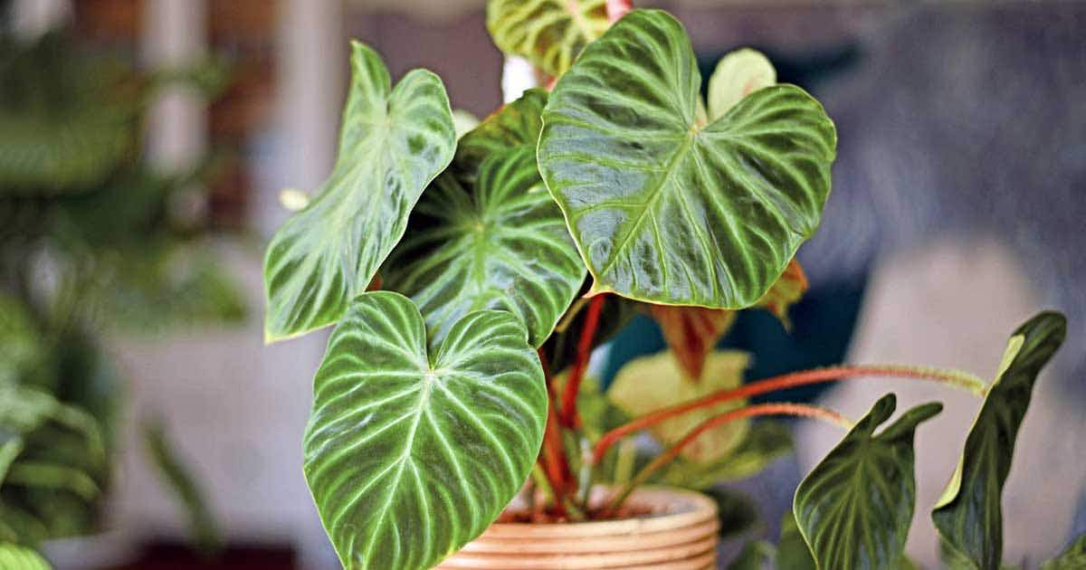 philodendron plant