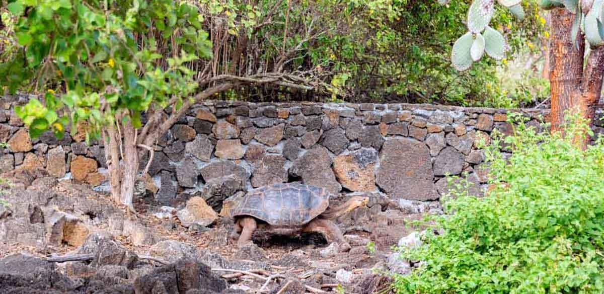 photo giant tortoise