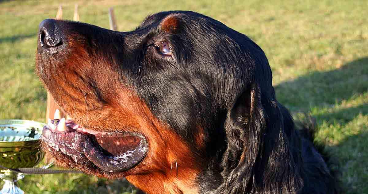 portrait of gordon setter