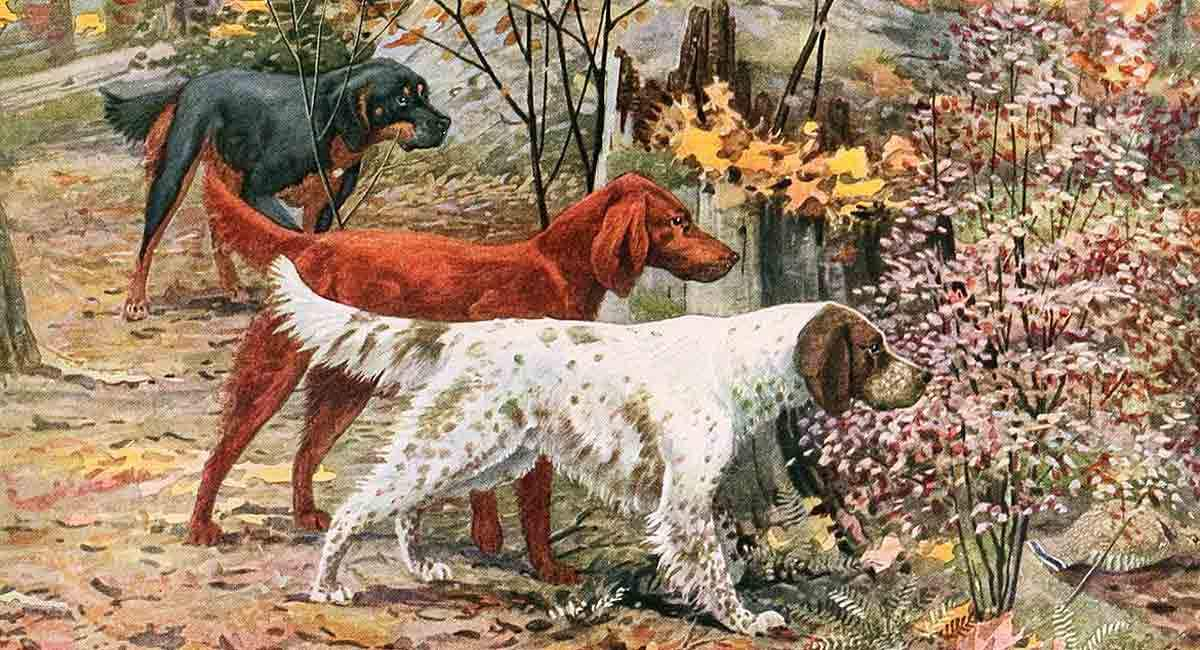 three setter dog breeds