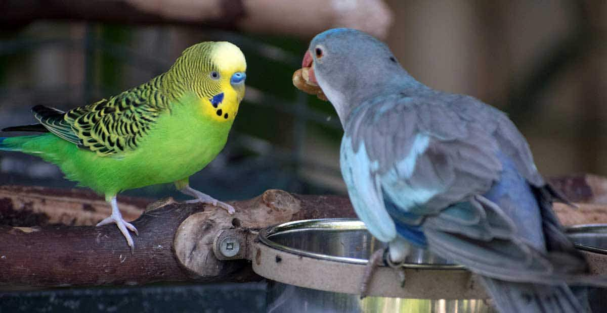 two parrots eating together