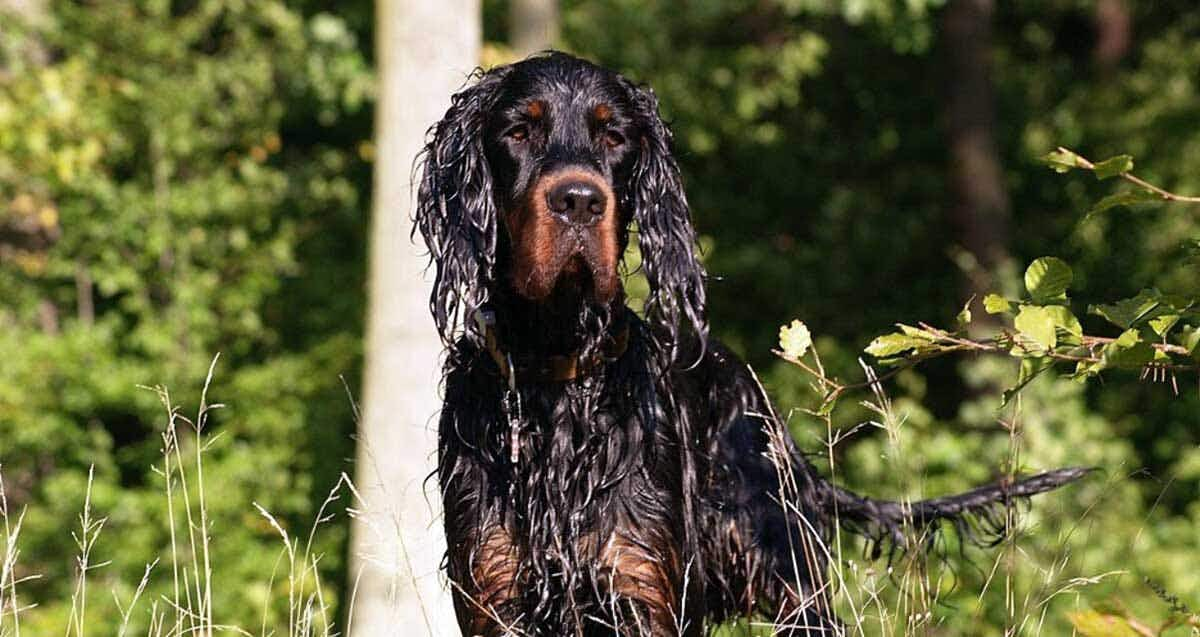 wet gordon setter