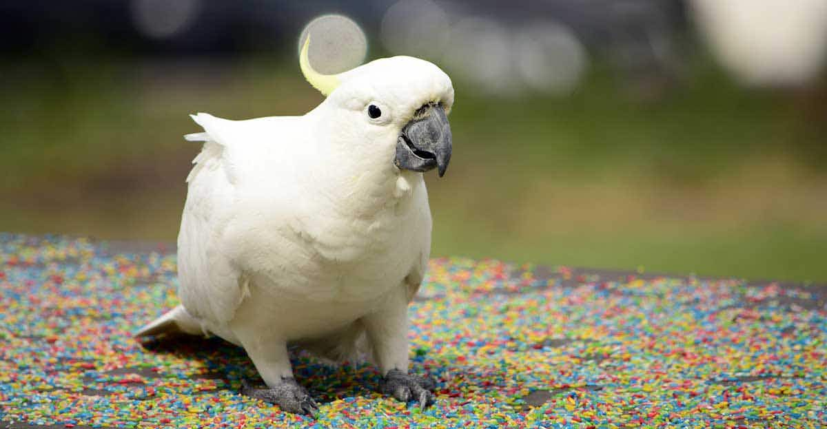 white macaw walking ground