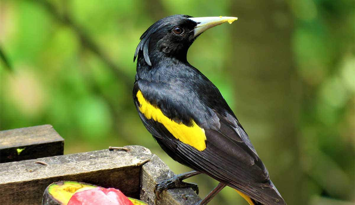 yellow winged cacique eating