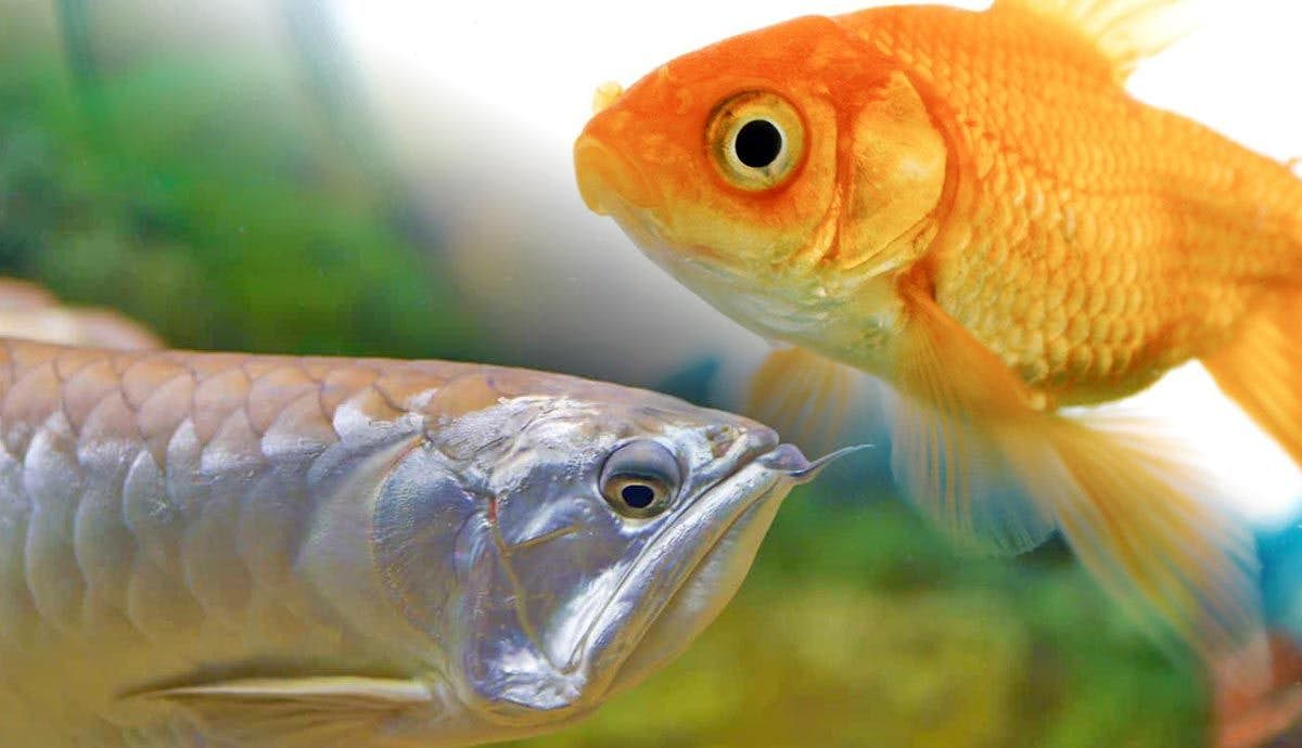 6 Common Fish That Will Outgrow Your Tank