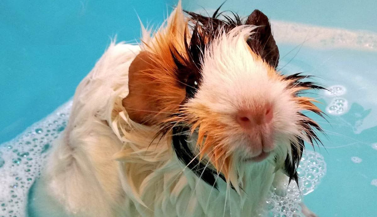 6 Tips for Grooming Your Guinea Pig