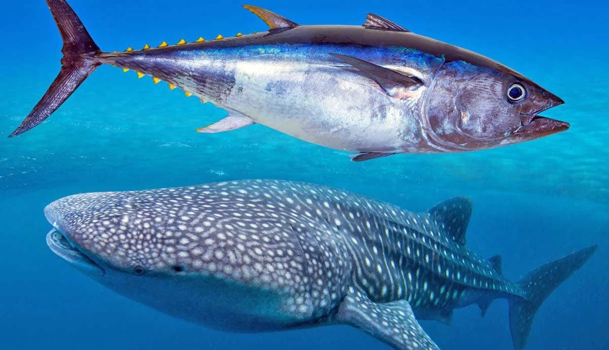 10 Most Endangered Marine Species