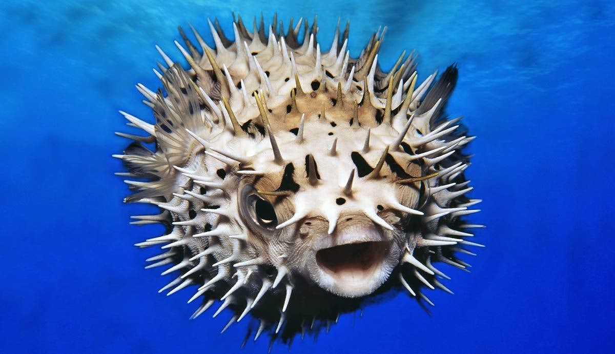 Understanding Puffer Fish Toxicity: Are They Really Poisonous?