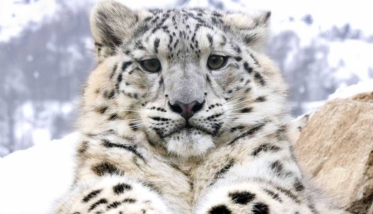 8 Fascinating Facts About Snow Leopards
