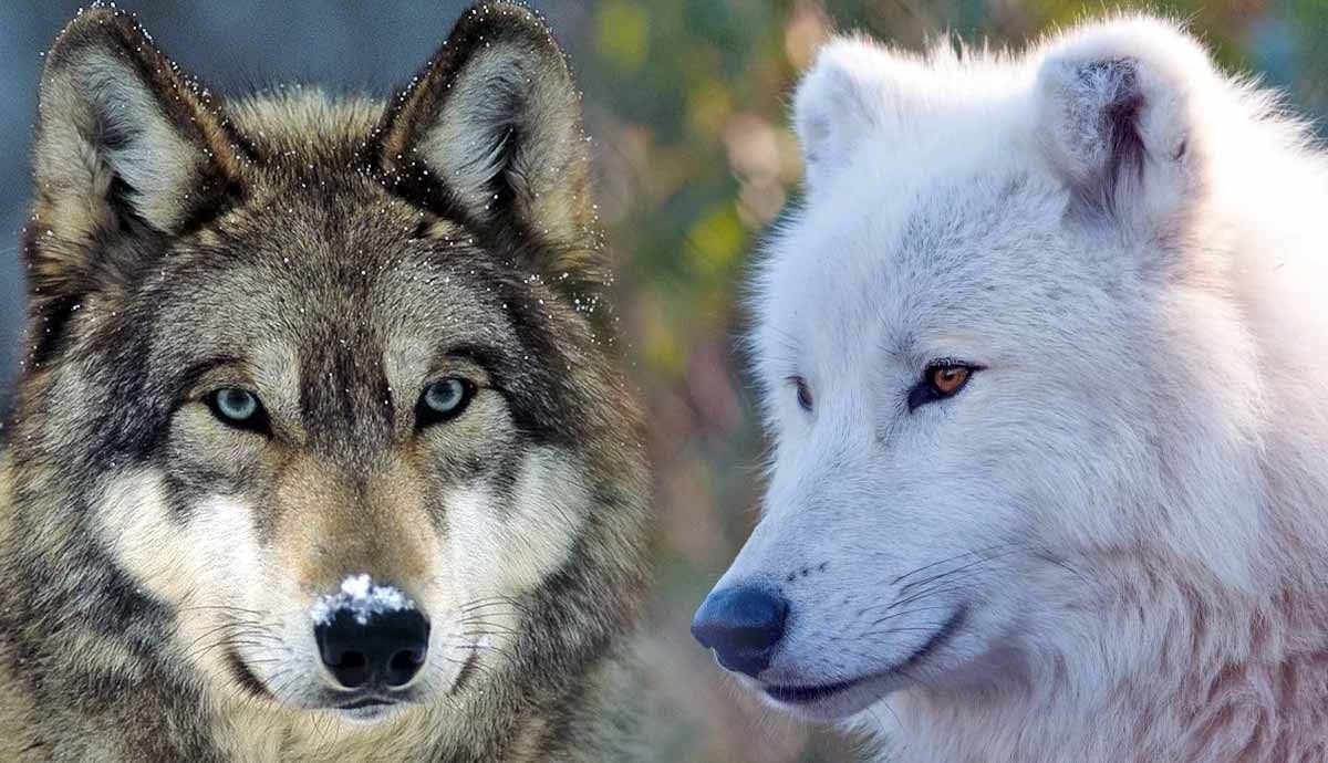 7 Amazing Wolves of the World