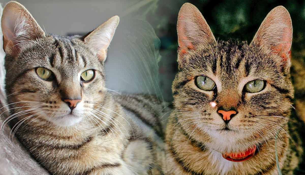 Indoor vs. Outdoor Cats: Which Is Best?