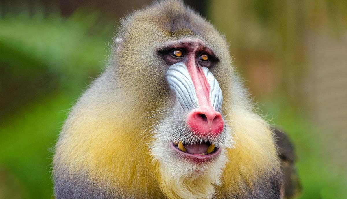 5 Amazing Facts About the Mandrill