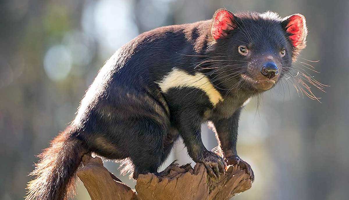 6 Amazing Facts About the Tasmanian Devil