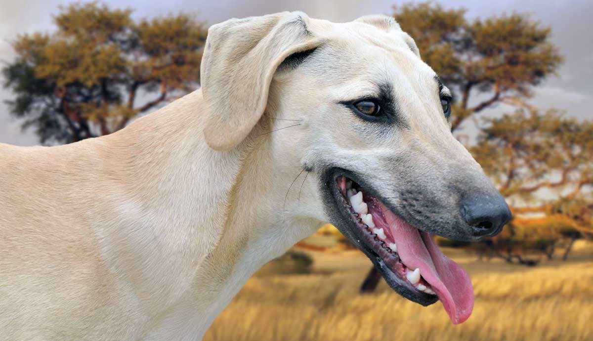 9 Amazing Sloughi Facts: The Graceful and Majestic Breed