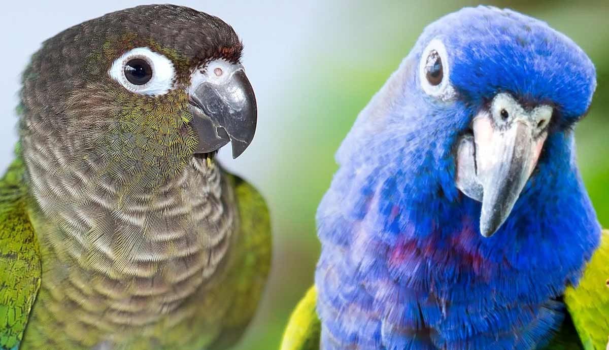 10 Best Beginner Birds for Your Home