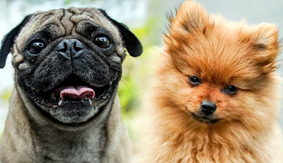7 Breeds That Make Great Lap Dogs