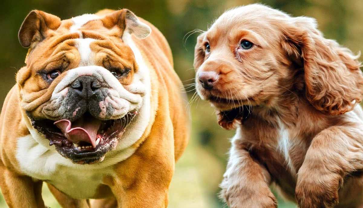The 6 Dog Breeds with the Most Health Problems